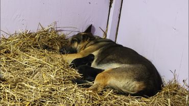 РОДЫ НЕМЕЦКОЙ ОВЧАРКИ/ GERMAN SHEPHERD BIRTH/ НАША ВАНДА /11.05.2021.