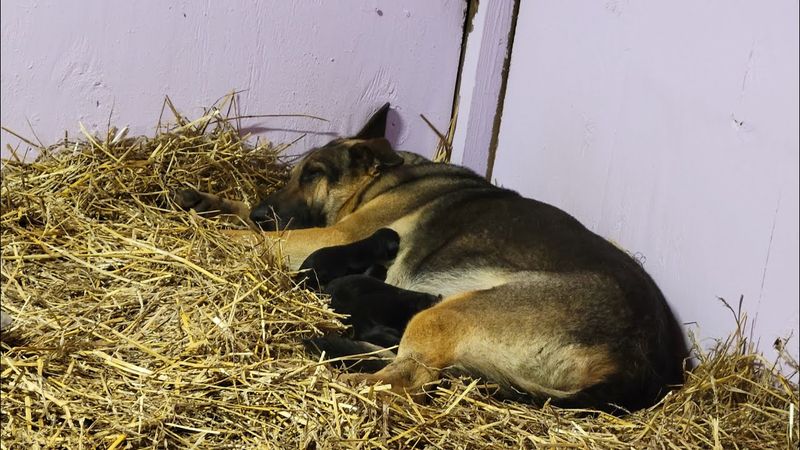 РОДЫ НЕМЕЦКОЙ ОВЧАРКИ/ GERMAN SHEPHERD BIRTH/ НАША ВАНДА /11.05.2021.