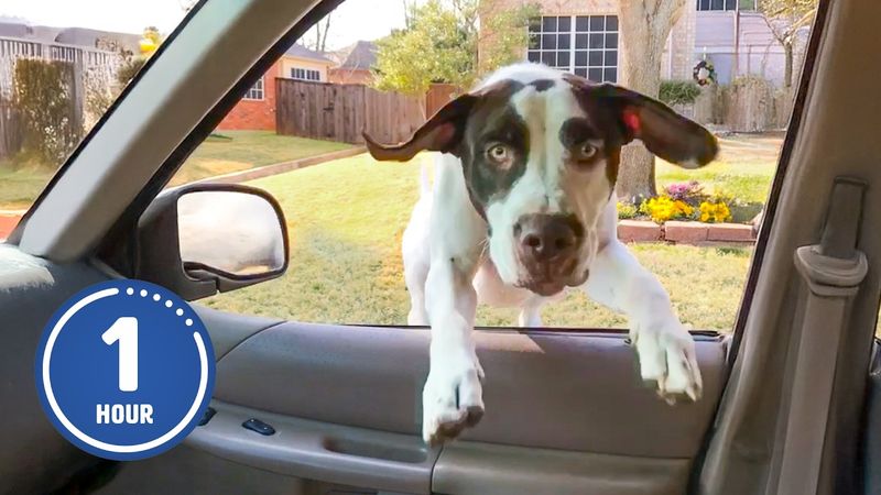 HILARIOUS Dogs Being Weird 🤪 | 60 Minutes Of Funny Dog Videos