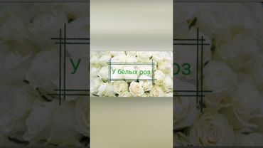 У белых роз (памяти Юрия Шатунова).