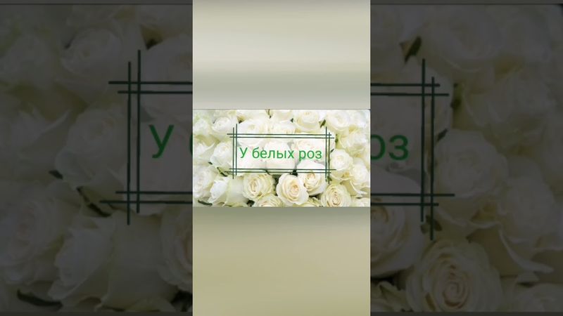 У белых роз (памяти Юрия Шатунова).