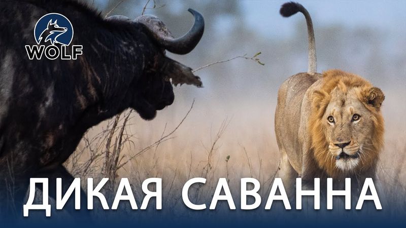 ДИКАЯ САВАННА | Истории выживания из самого сердца Африки #дикаяприрода | WOLF