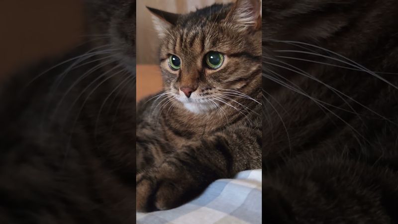 Когда влюблен 😍😻❤🤣 #cat #кот #юмор #котушка #приколы #цитаты