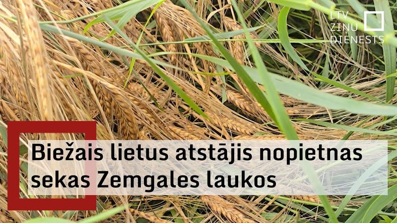 Zemgalē apstājies kulšanas laiks