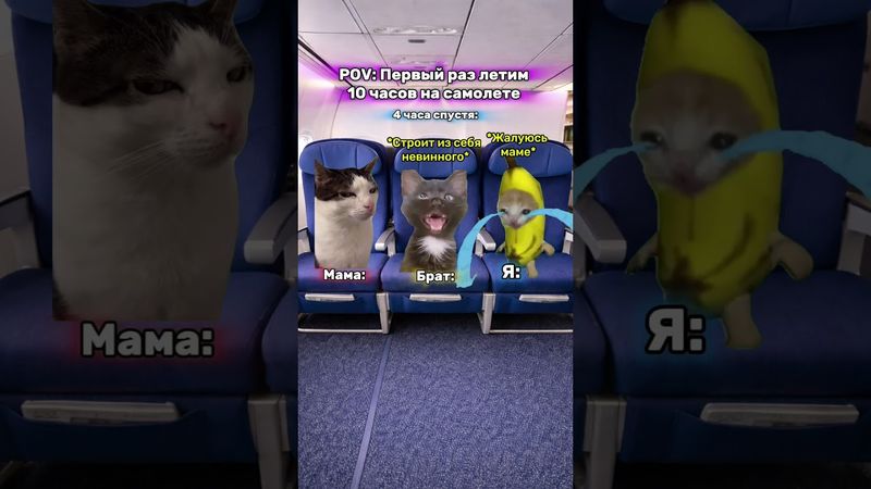 Мемы которые помогают котикам 😼