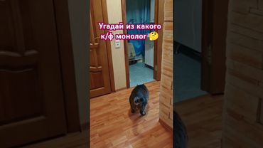 Ааа,и ты здесь 🙀🫢😉🤣 #cat #кот #юмор #котушка #приколы #комедии #кино #фильм