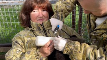 Стало известно кто спас директора Тайгана Олега Зубкова голыми руками на льва