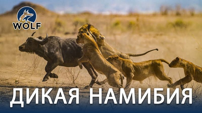 ДИКАЯ НАМИБИЯ | Бесконечная борьба за жизнь в необъятной пустыне #дикаяприрода | WOLF