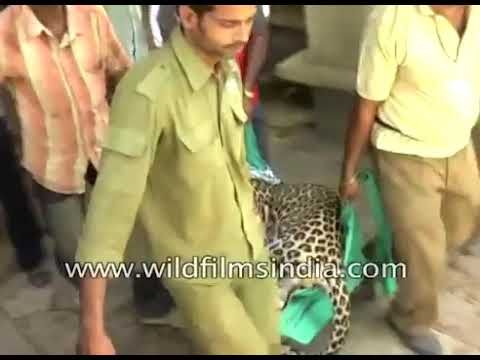 गुजरात के सोमनाथ मंदिर से तेंदुए का बचाव अभियान