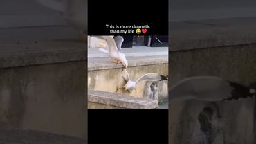 This is more dramatic than my life 😂❤️