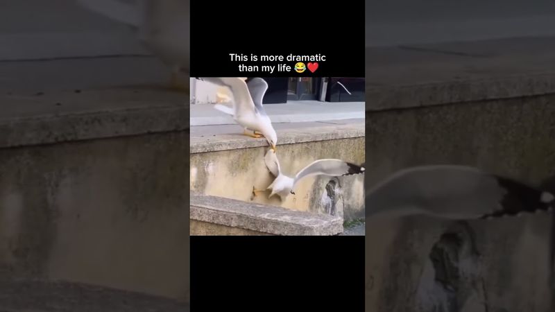 This is more dramatic than my life 😂❤️