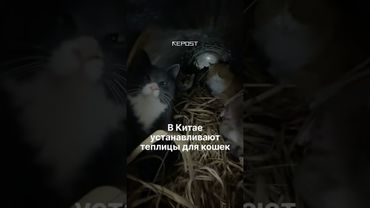 В Китае начали устанавливать мини-теплицы для уличных кошек