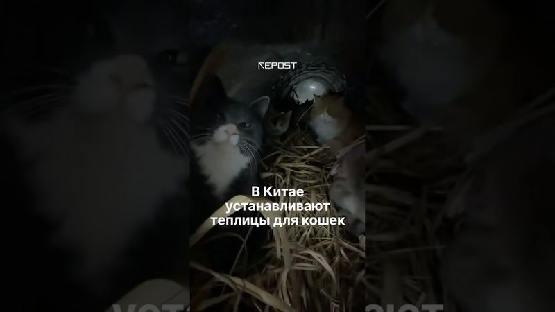 В Китае начали устанавливать мини-теплицы для уличных кошек