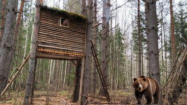 J'ai été kidnappé - Je me cache de l'ours dans une cabane dans les arbres