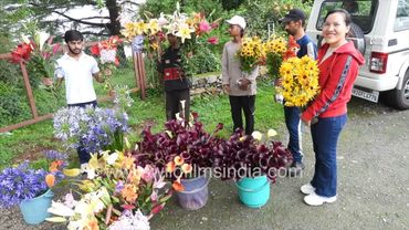 Arum & Lily Cut-flower harvest in June 2025, at wildfilmsindia botanical collections in the Himalaya