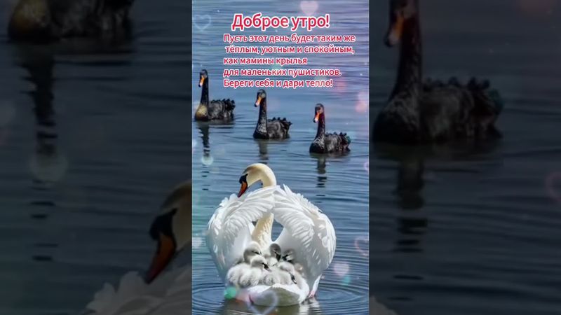 Доброе утро,хорошего дня открытки на каждый день #открытка #доброеутро #видеооткрытка #доброеутречко