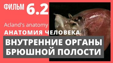 Внутренние органы брюшной полости. Анатомия человека. Атлас Акланда. Перевод А. Пилюгина. Фильм 6.2