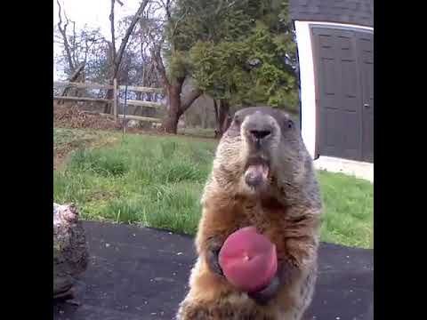The marmot is eating peaches😂   #fun#funyvideo#peach#animals#cute#oops#Squirrel#marmota