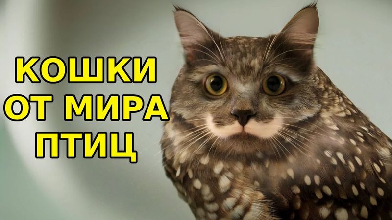 ПОЧЕМУ СОВЫ - ГЛАВНЫЕ ОТМОРОЗКИ СРЕДИ ПТИЦ