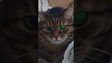 Моя работа 🙀🤔😉🤣 #cat #кот #юмор #котушка #приколы #цитаты