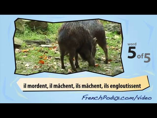 Learn French with Videos - Jungle Animals