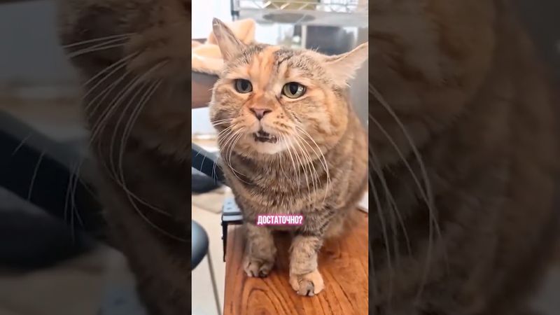 Хитрый вымогатель давит на жалость😹 У кого также?🤭