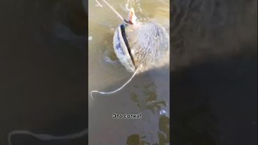 Поймали речного монстра! #fishing #catfish #рыбалка