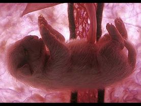 Развитие собаки в утробе. От зачатия до рождения.