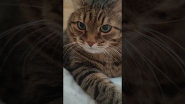 Амулет 😺😉🤔🤣 #cat #кот #юмор #котушка #приколы #цитаты #смех