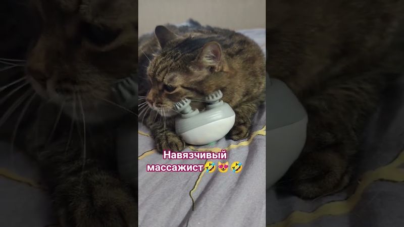 Не хотелось,но пришлось 🙀😉🤗🤣 #cat #кот #юмор #котушка #приколы #song #смех #веселыекоты