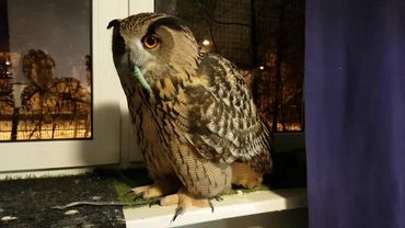 Филин Ёль катает гусеницу по комнате