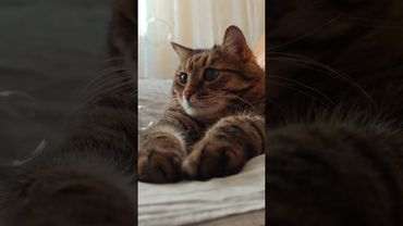 Опыт 🙀🤫🤔🤣 #cat #кот #юмор #котушка #цитаты #смех