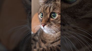 Директор 😻🙀🤔🤣 #cat #кот #юмор #котушка #приколы #цитаты #пародия