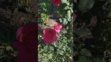 троянда ГОТЧА