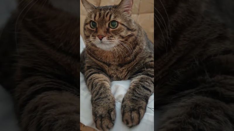 Что такое злость 🙀🤔😉🤣  #cat #кот #юмор #котушка #приколы #цитаты