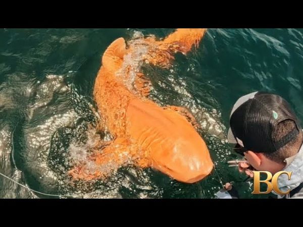 First-ever orange shark has been caught by fisherman in Costa Rica