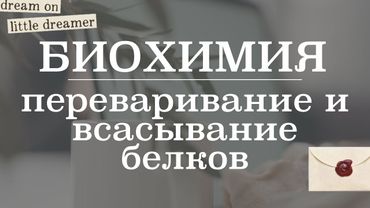 Переваривание и всасывание белков (катаболизм белков) | Биохимия