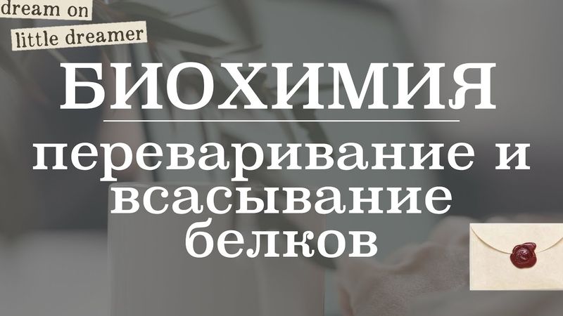 Переваривание и всасывание белков (катаболизм белков) | Биохимия
