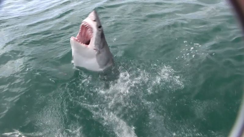 Must Love JAWS 😂 CRAZY New Animal Videos