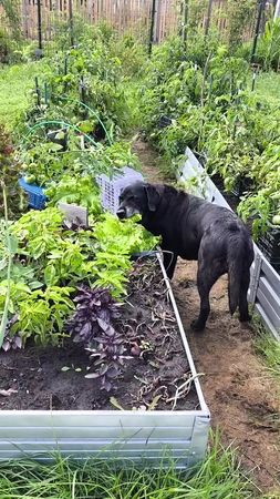 внимание! собака накормлена. здорова. обследована. все у нее нормальн...
