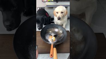 Белая собака за справедливость 🐶❤️#shorts