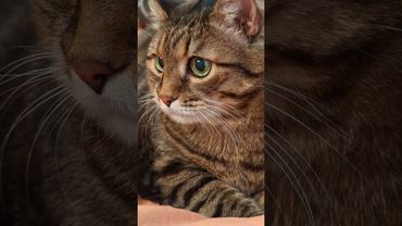 Папант 🦣🙀😉🤣 #cat #кот #юмор #котушка #приколы #цитаты