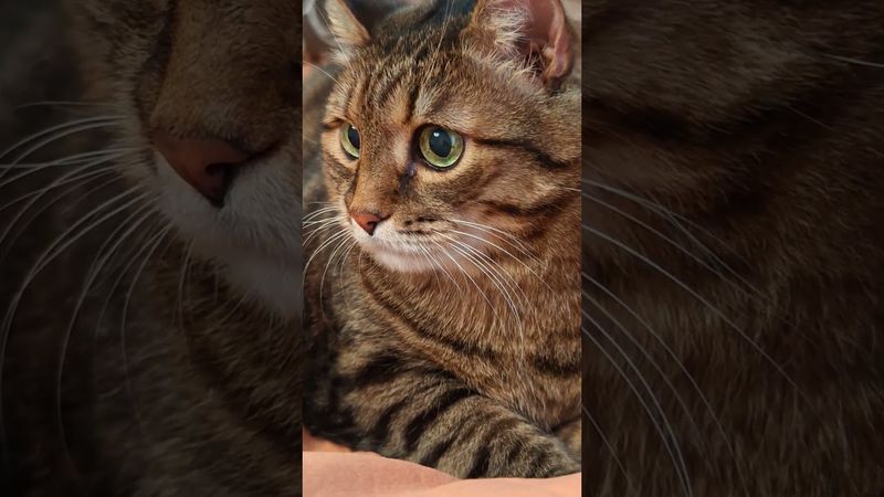 Папант 🦣🙀😉🤣 #cat #кот #юмор #котушка #приколы #цитаты