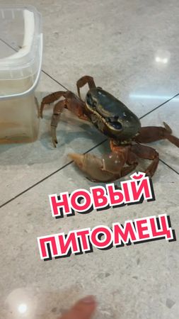 Как назовём краба? #краб #крабик #крабовыепалочки #крабоваяпалочка