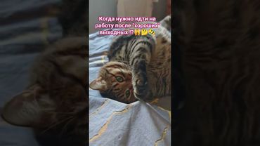 Не помню 🙀😮🤔🤣 #cat #кот #юмор #котушка #приколы #смешныекотики #цитаты #мем