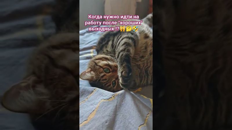 Не помню 🙀😮🤔🤣 #cat #кот #юмор #котушка #приколы #смешныекотики #цитаты #мем