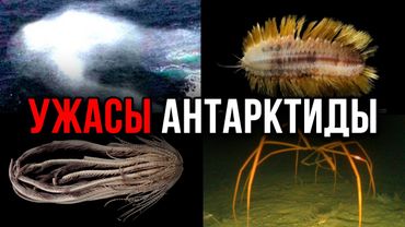 Айсберг УЖАСОВ АНТАРКТИДЫ