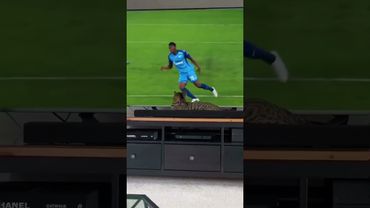 Her soul straight-up left her body🤣🐈#cat #catreaction #funny #funnycats #foryou #fyp #catshorts