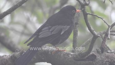 Super cute Thrush chicks with feather tufts on ears! Grey-winged Blackbird finest Himalaya songster