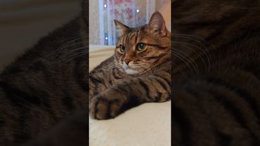 Соседи 👍🙀🤔🤣 #cat #кот #юмор #котушка #приколы #сатира #озвучка